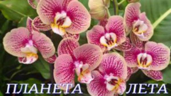 №968/ СВЕЖИЕ, разнообразные ОРХИДЕИ к дню МАМЫ в ПЛАНЕТА ЛЕТА