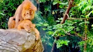 Это УДИВИТЕЛЬНО, когда вокруг тебя СОТНЯ ЖИРАФОВ!