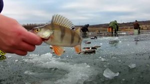 Зимняя рыбалка 2024-2025. Первый лёд. Ловля окуня на мормышку. Трофейная рыбалка