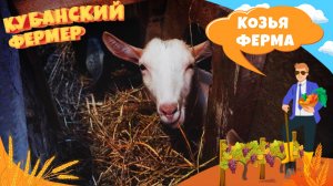 Кубанский фермер – козий сыр