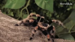 Жизнь до Динозавров [Палеозой- Кембрийский взрыв и выход жизни на сушу]