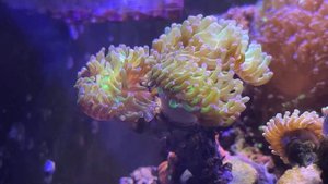 Морской аквариум у Сергея из Минска. Померяли Popbloom RS 90