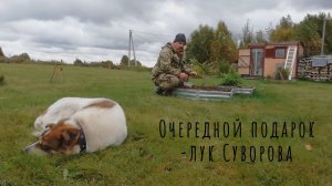 29.09.2024 Очередной подарок- Лук Суворова.