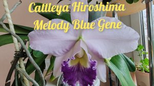 Cattleya Hiroshima Melody Blue Gene