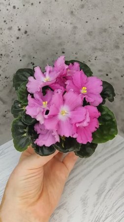 Фиалка АВ-Я Ваша Навеки