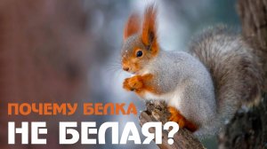 Почему БЕЛка, если она не белая? Интересные факты о пушистых зверьках