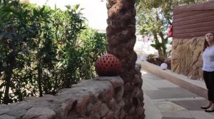 4K Tropitel Naama Bay Hotel 5 Обзор Египет, Шарм-Эль-Шейх! Отель в Наама Бей! Отзывы, туры, цены!