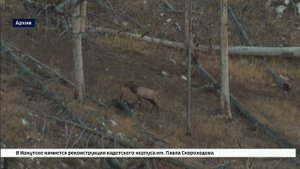 В Ольхонском районе один охотник по ошибке застрелил другого