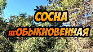 Сосна обыкновенная - всё о пользе этого дерева