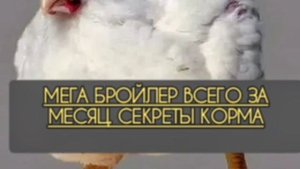 Мега вес  бройлеров, за две недели . Секреты корма и не только .