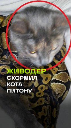 Осторожно! Жестокие кадры!!! Живодер из Пермского края скормил новорожденного котенка своему питону