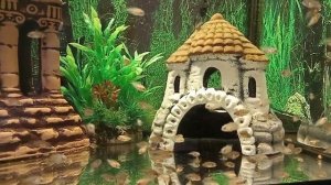 Мальки сапфировых попугайчиков