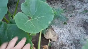 Учимся формировать тыкву. Не все так сложно как кажется.