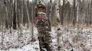 Омск_ возбуждено уголовное дело по факту незаконной рубки деревьев на 7 млн рублей в тарском районе