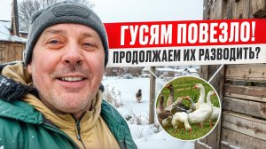 ГУСИ ГОВОРЯТ “СПАСИБО”, а Я РАСКРЫВАЮ ИХ СЕКРЕТЫ! ОТВЕЧАЮ НА ВАШИ ВОПРОСЫ🦆❓ #МоеПодворье