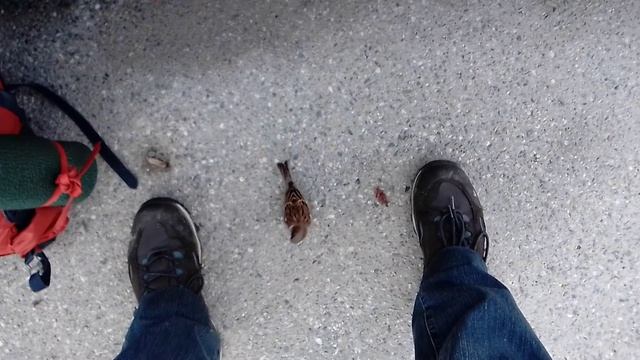 Шамони Франция снега нет