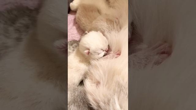 Котятам кошки Кайли 3 дня.