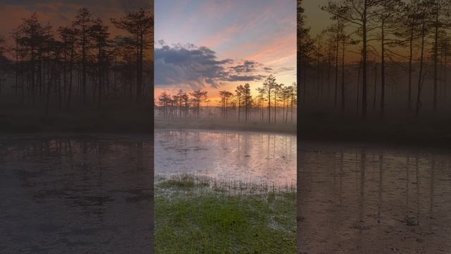 ЖИВОПИСЬ БОЛОТА / КАРЕЛИЯ/ФОТОПОХОДНИКИ #карелия#лес#природа#лето#рассвет#туризм#nature#forest#love