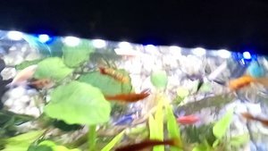 какой корм я использую