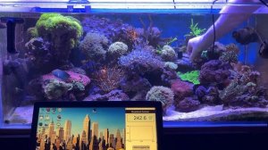 PAR в морском аквариуме. Цикл видео "Морские аквариумы Беларуси".