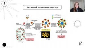 Иммунология | Апоптоз. Jak-STAT система