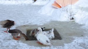 Гуси купаются в проруби