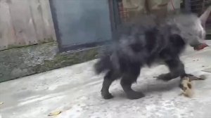 😍В Московском зоопарке уже вовсю подрастает детеныш гиены😍