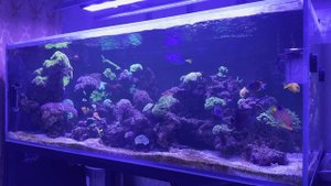 Морской аквариум 500 литров. Динофлагелляты и диатомовые водоросли.