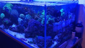 Перезапуск морского аквариума. Как промыть песок. Оборудование для аквариума.