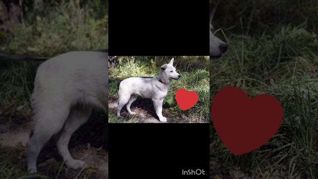 *ДОМА* Белоснежная, невероятная собака Герда ищет дом!