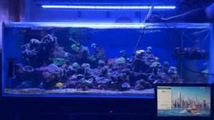 Aqua Illumination Blade Coral Grow. Обзор светильника.