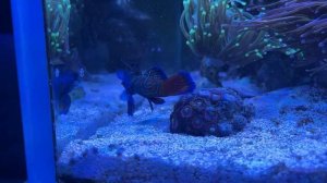 Морские аквариумы Беларуси. Часть 4. Морской аквариум 400 литров.