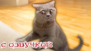 Приколы с котами! Смешные коты! С ОЗВУЧКОЙ! СМЕШНЫЕ ЖИВОТНЫЕ 2024! УГАР!