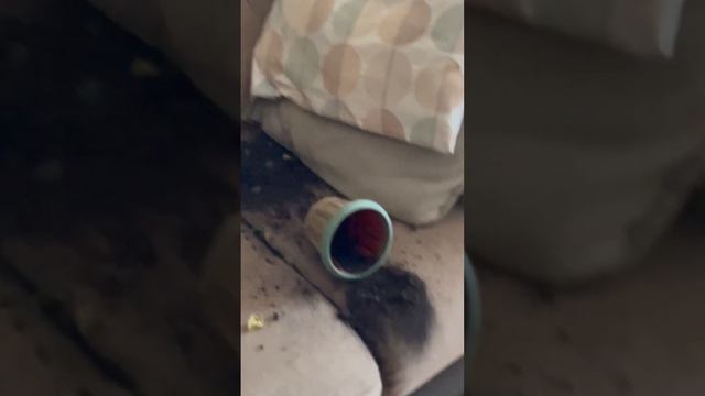 Кто же это сделал?! Может наша кошка, которая под кроватью спряталась или Джек?! #джекрассел