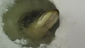 ЩУКА ТРОФЕЙНАЯ!!ВЫВАЖИВАНИЕ.