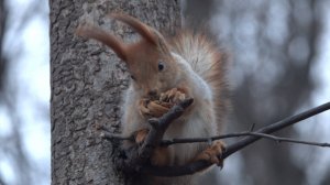 Белка и орешки. Небольшая зарисовка