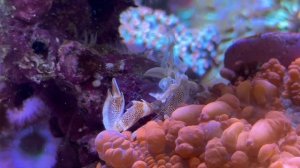 Морской аквариум для Максима и Анны из Минска