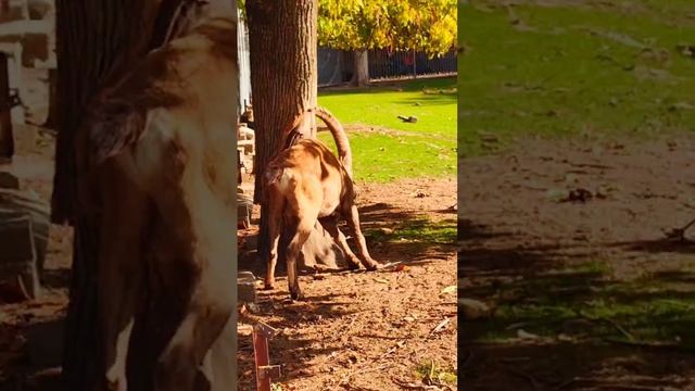 🐐 Кубанские туры («Capra caucasica») #zoo