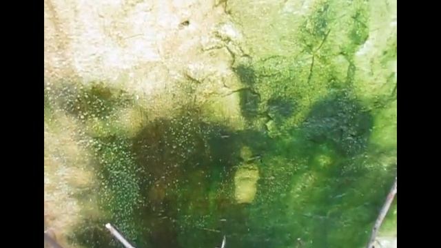 Хроніка розсадника Декоративних культур Гуменюка М.С. за 6 березня 2021 року 1 частина смотреть онлайн