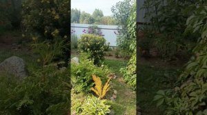 Прогулка по саду в сентябре