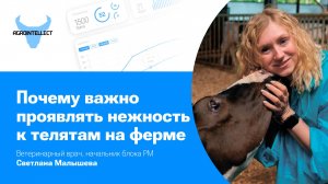 Как проявление нежности к телятам влияет на их состояние и рост
