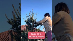 Как ограничить высоту ели и сделать ее более пушистой.