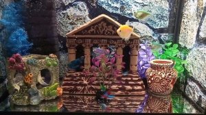 Тернеции в новом доме.