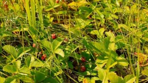 Июльское утро в полое/ Стрекотание кузнечиков/ Пение полевых птиц/ Иван чай/ Полевая клубника