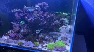 Морские аквариумы Беларуси. Часть 2. Морской аквариум 350 литров.