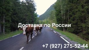 Семена Кормовых Травосмесей оптом и в Розницу .