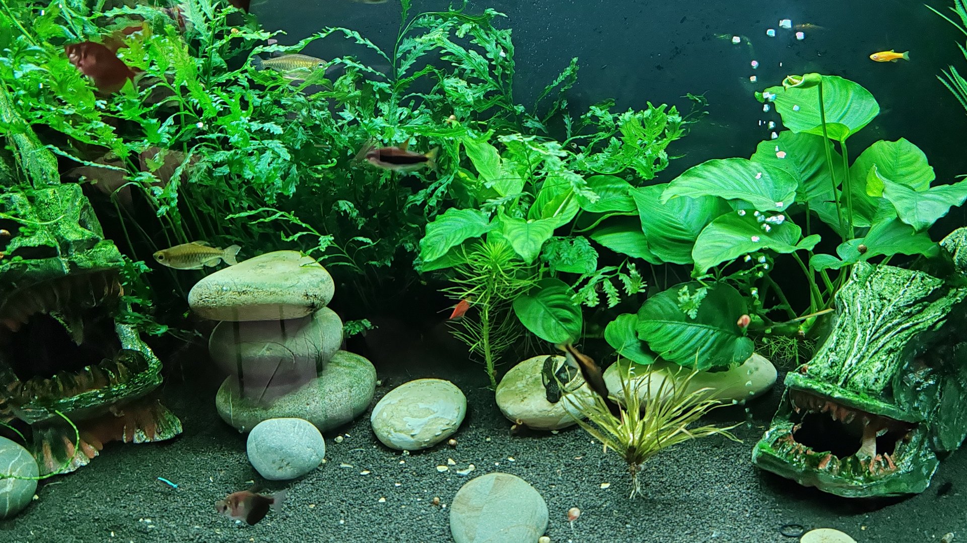 Лакомство для аквариумных сомиков смотреть онлайн