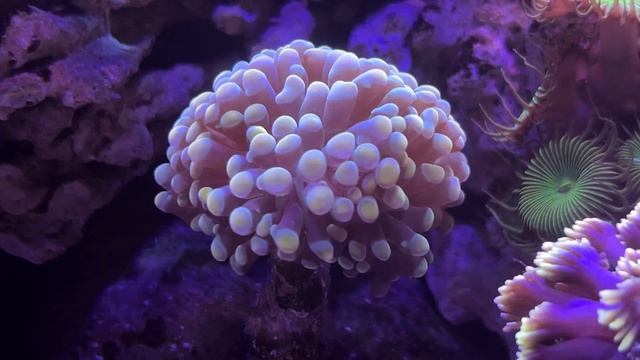 Морской аквариум 100 литров без сампа с красивыми кораллами.