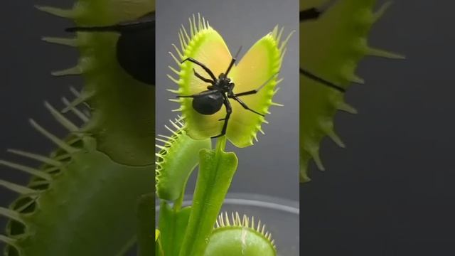 plants vs spider   мухоловка поймала паука