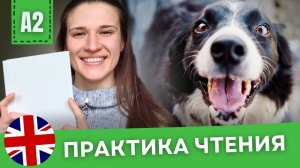 РАЗБИРАЕМ ПРОСТОЙ ТЕКСТ на Английском Для Начинающих (A1-A2) | Animals In The City